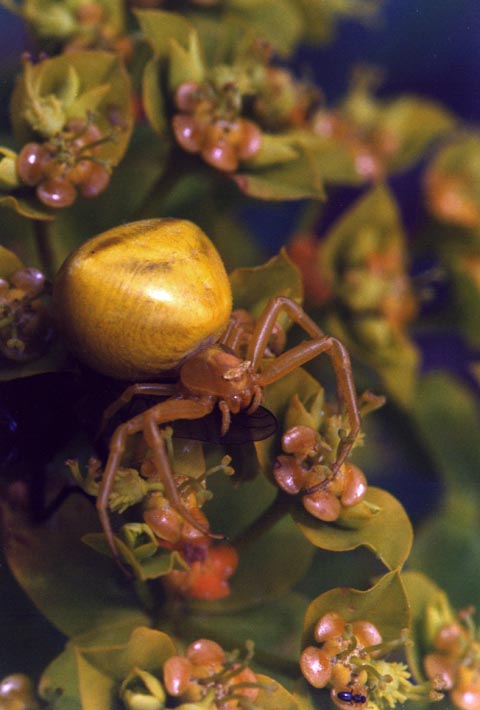 Synaema globosum e Misumena vatia (No. Thomisus onustus)